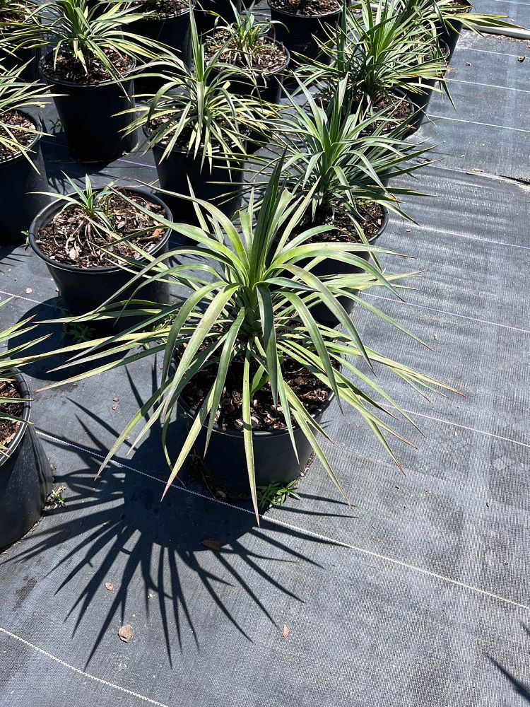 yucca-aloifolia-spanish-bayonet