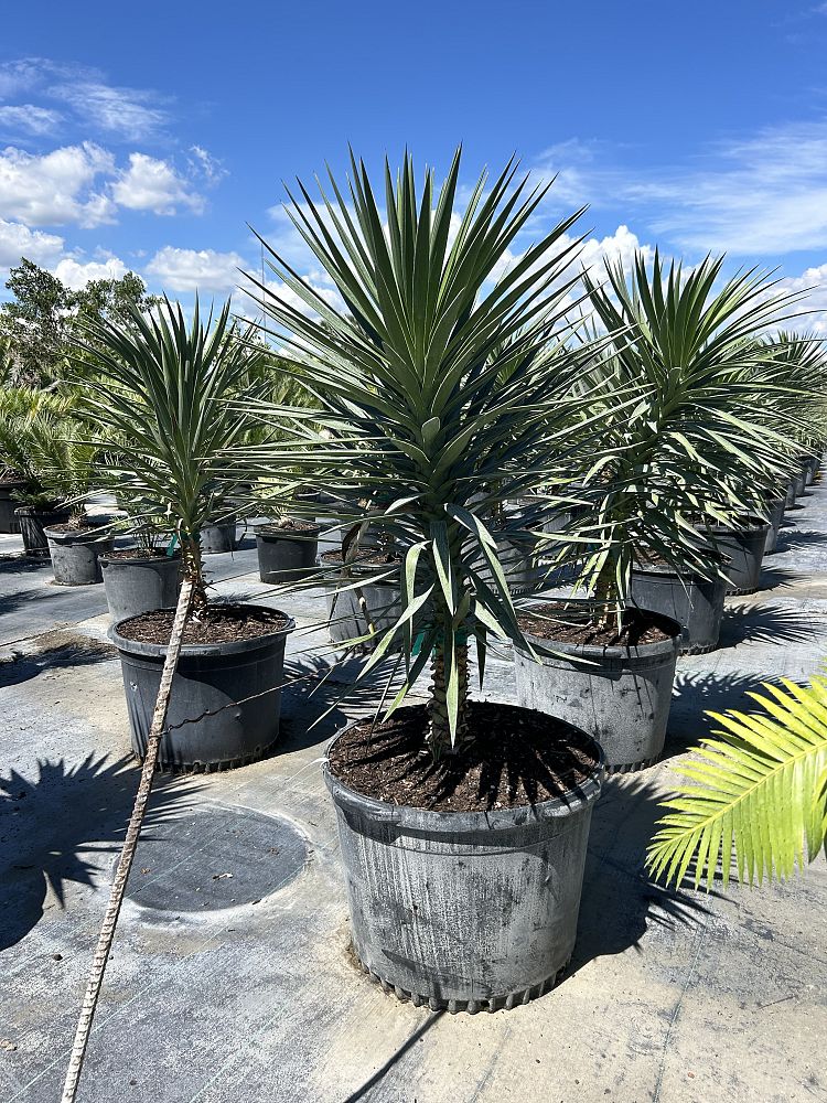 yucca-aloifolia-spanish-bayonet