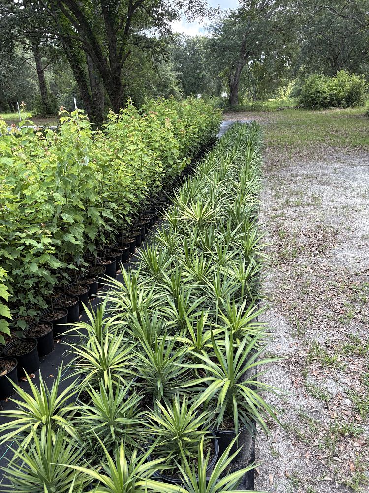 yucca-aloifolia-spanish-bayonet