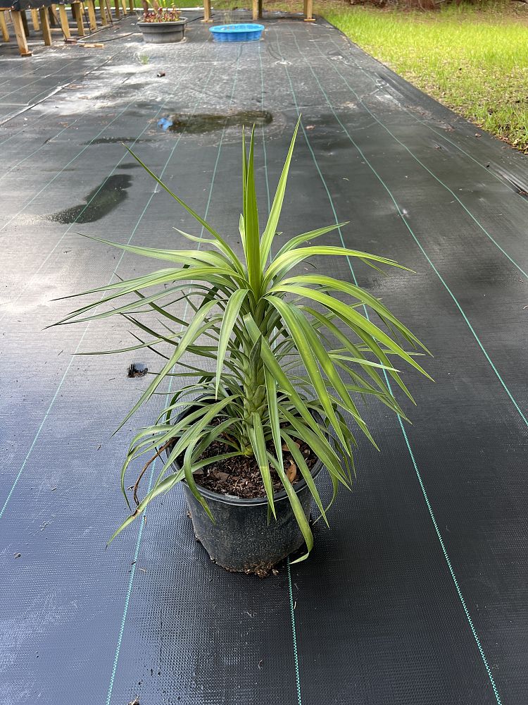 yucca-aloifolia-spanish-bayonet