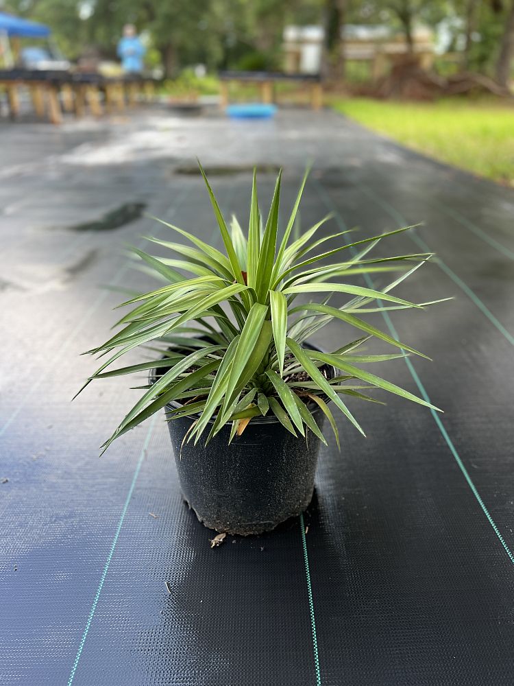 yucca-aloifolia-spanish-bayonet