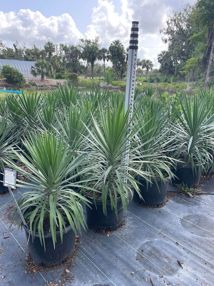 yucca-aloifolia-spanish-bayonet