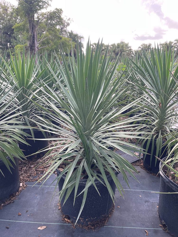 yucca-aloifolia-spanish-bayonet