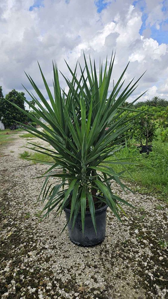 yucca-aloifolia-spanish-bayonet