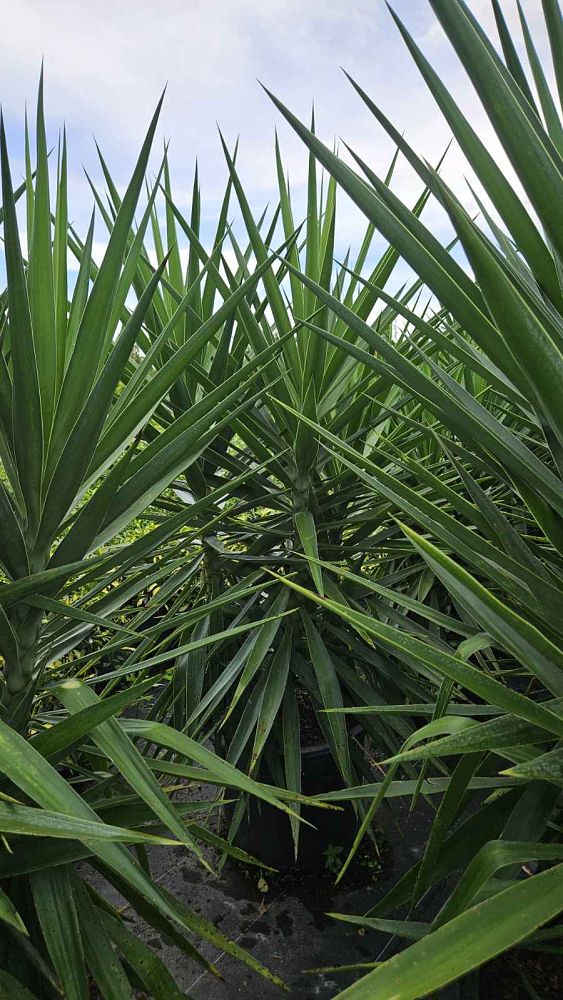 yucca-aloifolia-spanish-bayonet