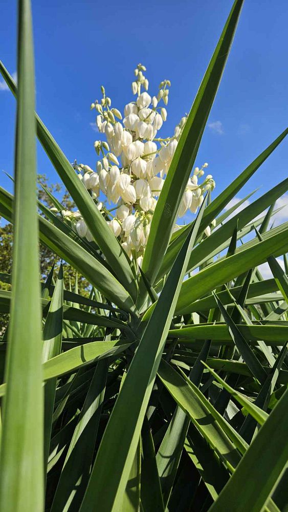 yucca-aloifolia-spanish-bayonet