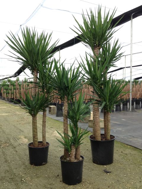 yucca-cane
