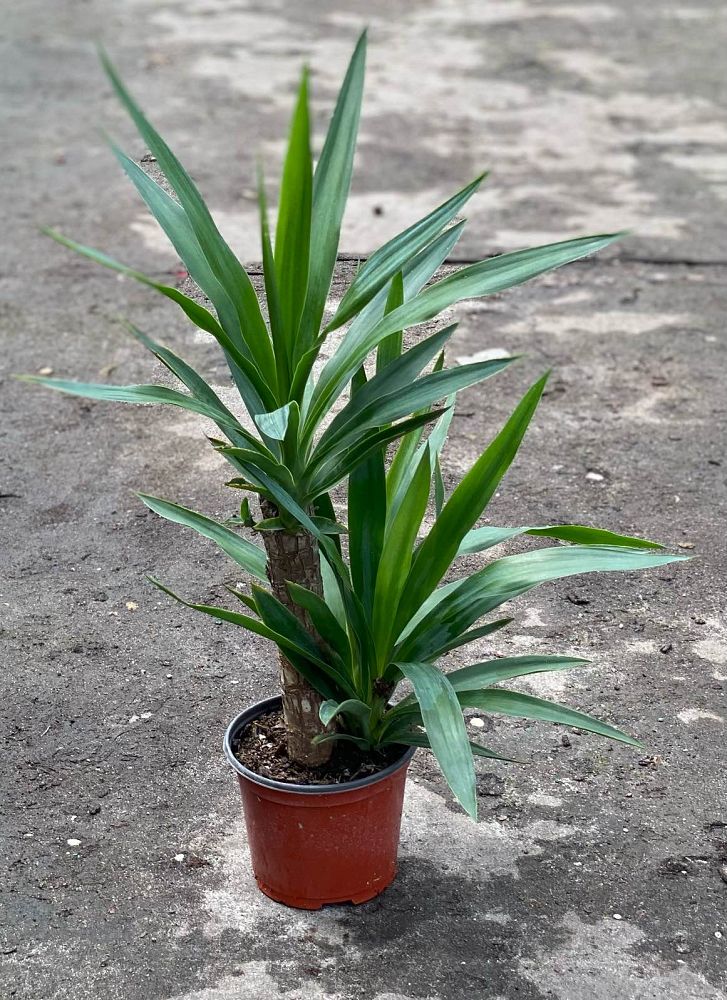 yucca-cane