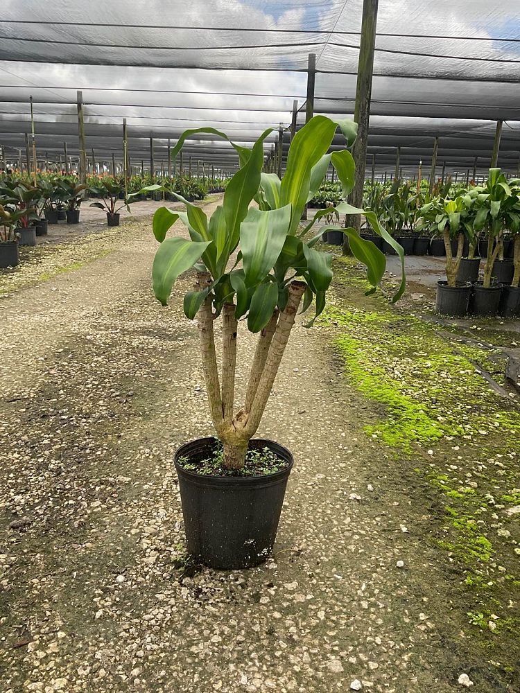 yucca-cane