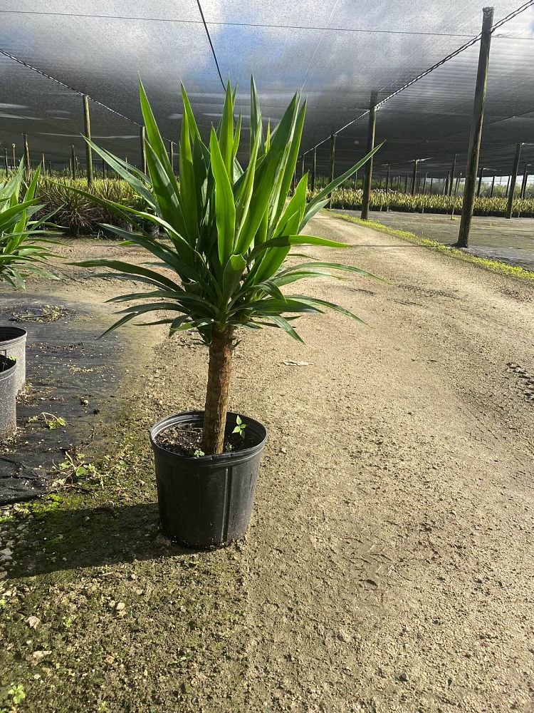 yucca-cane
