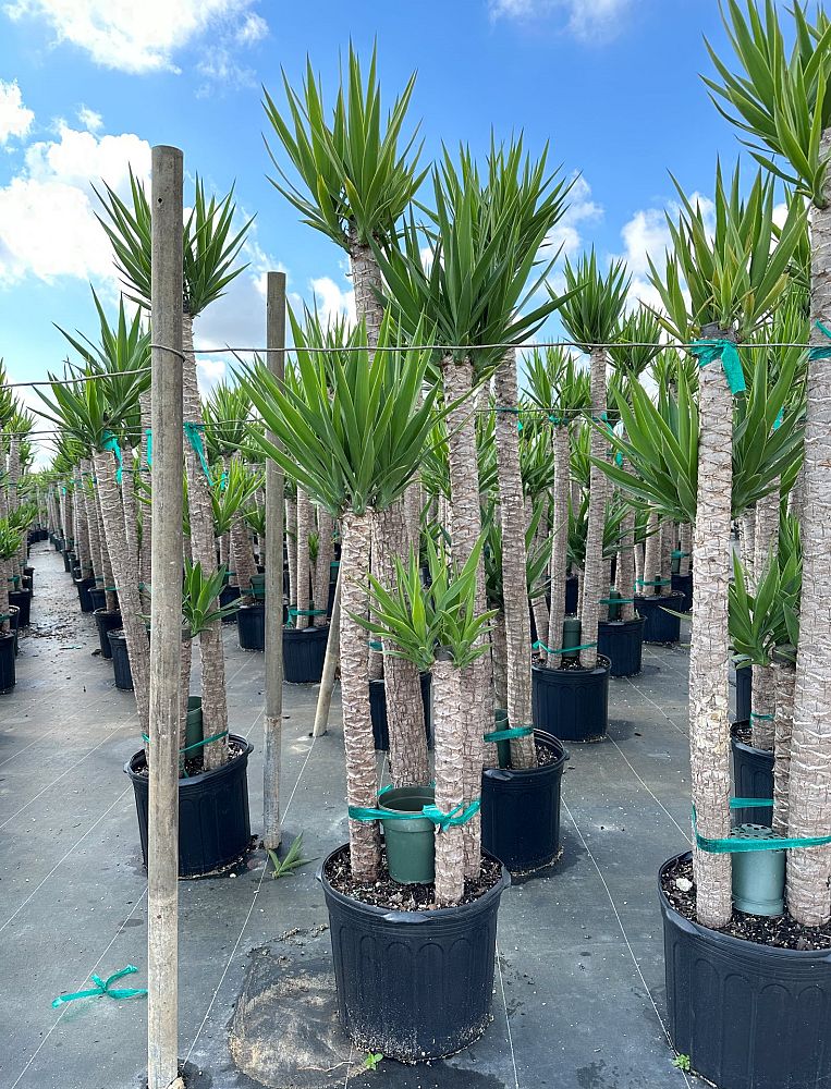 yucca-cane