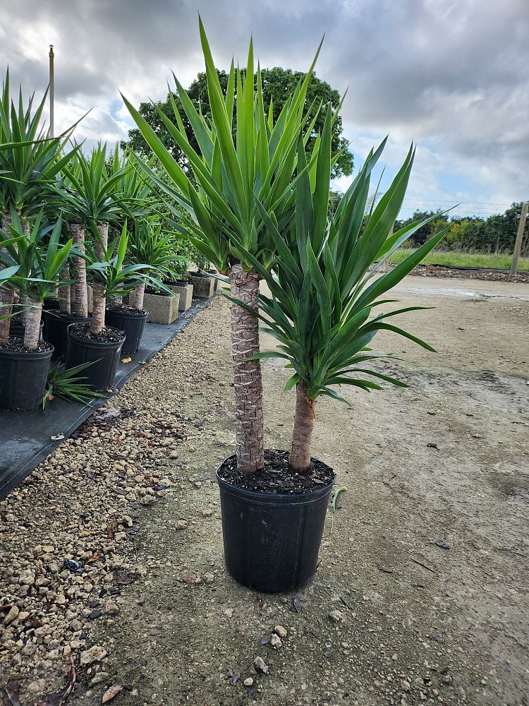 yucca-cane