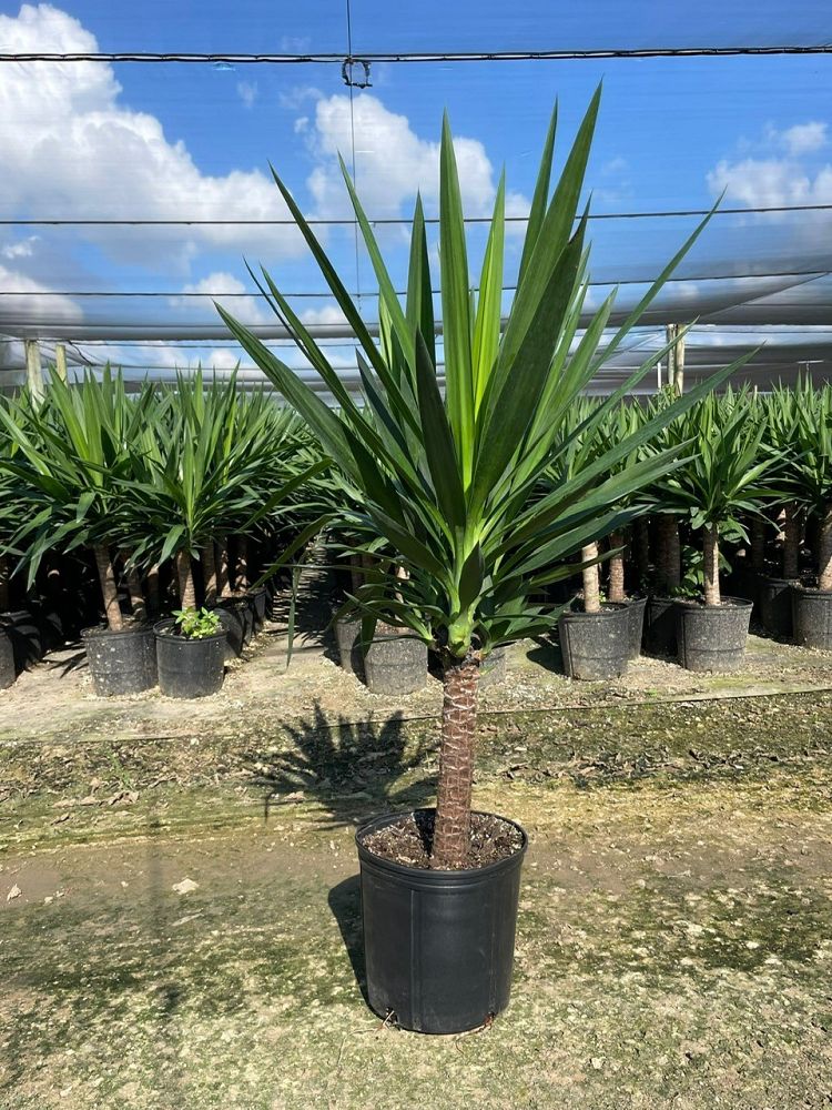 yucca-cane