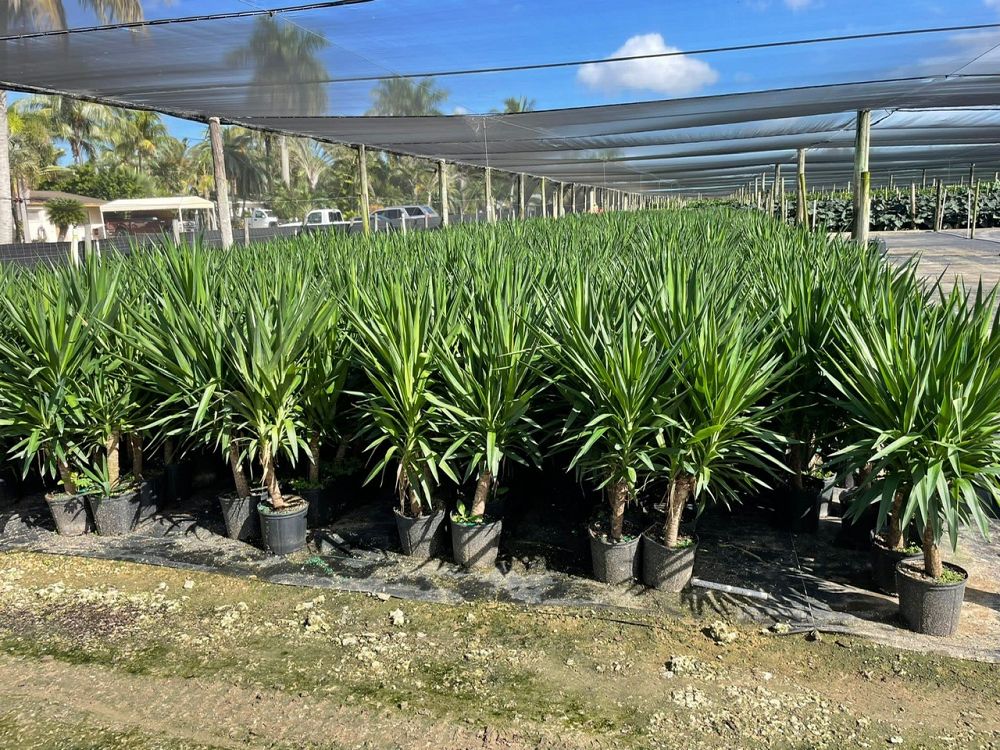 yucca-cane