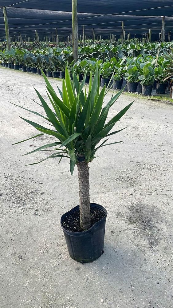yucca-cane