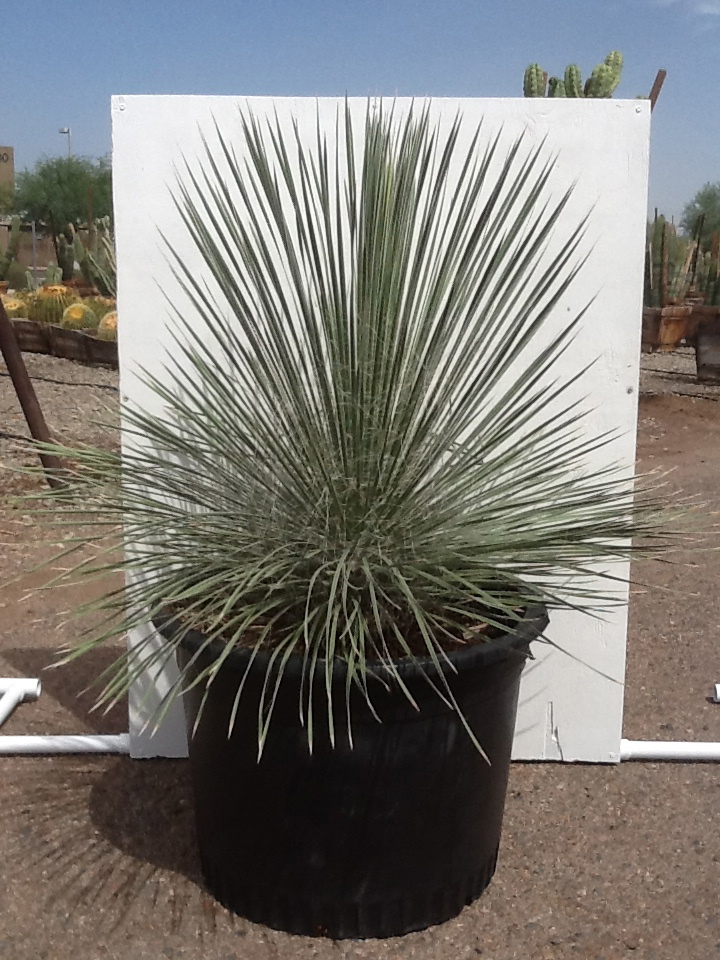 yucca-elata-soaptree-yucca