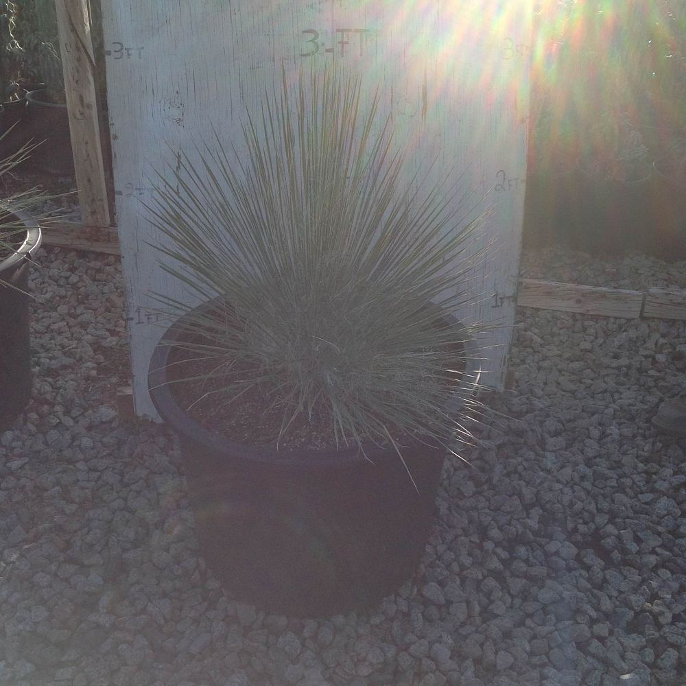 yucca-elata-soaptree-yucca