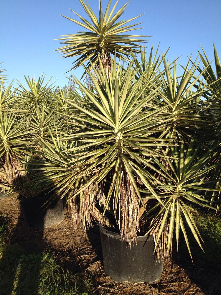 yucca-elephantipes-silver-star-spineless-yucca