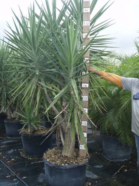 yucca-elephantipes-spineless-yucca