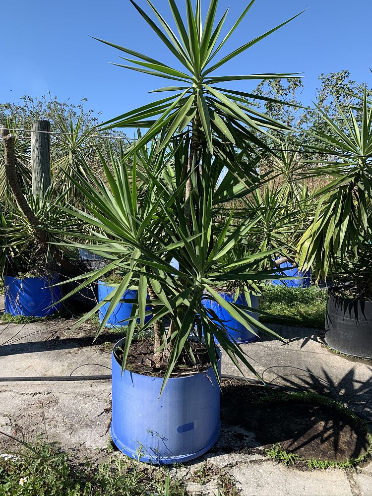 yucca-elephantipes-spineless-yucca