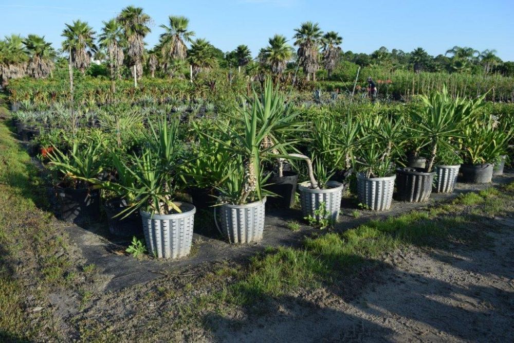 yucca-elephantipes-spineless-yucca