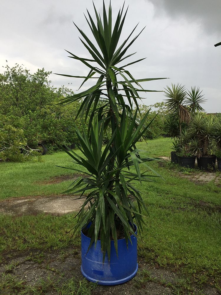 yucca-elephantipes-spineless-yucca