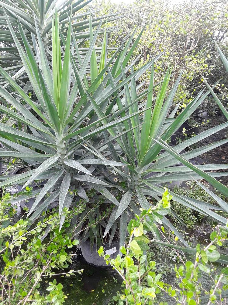 yucca-elephantipes-spineless-yucca
