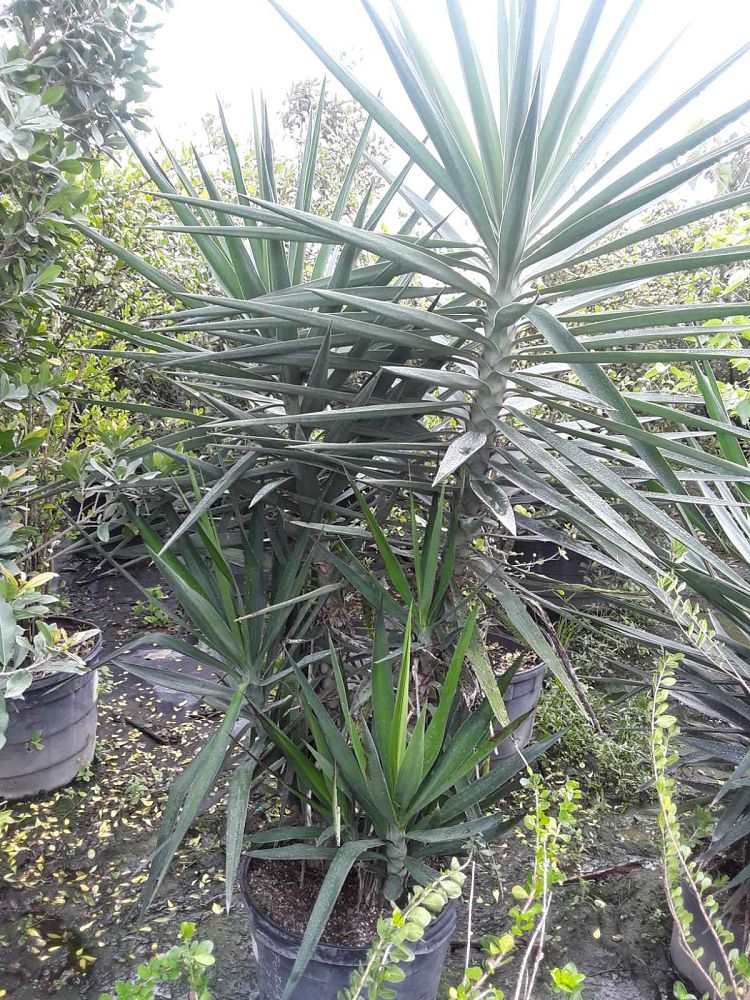 yucca-elephantipes-spineless-yucca