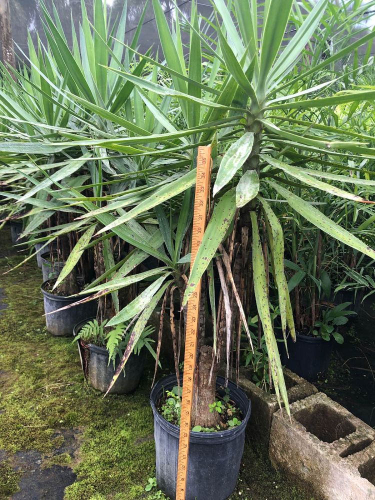 yucca-elephantipes-spineless-yucca