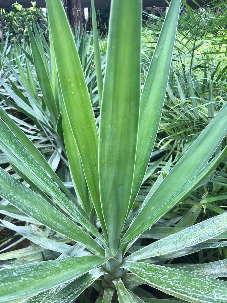 yucca-elephantipes-spineless-yucca