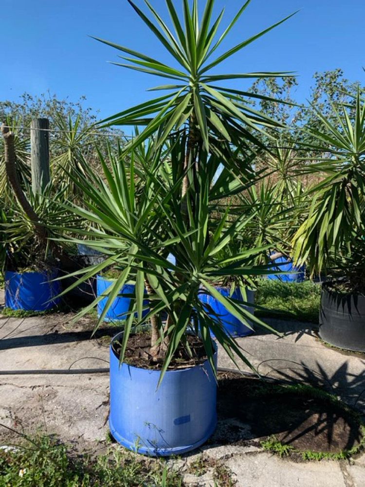 yucca-elephantipes-spineless-yucca