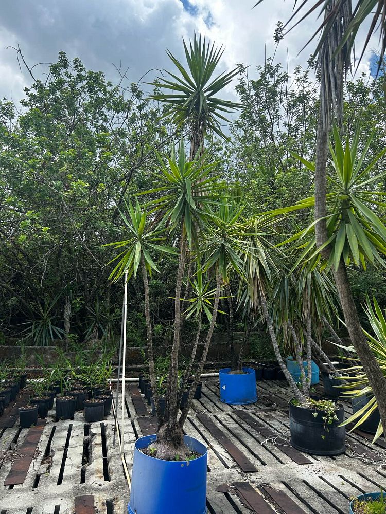 yucca-elephantipes-spineless-yucca