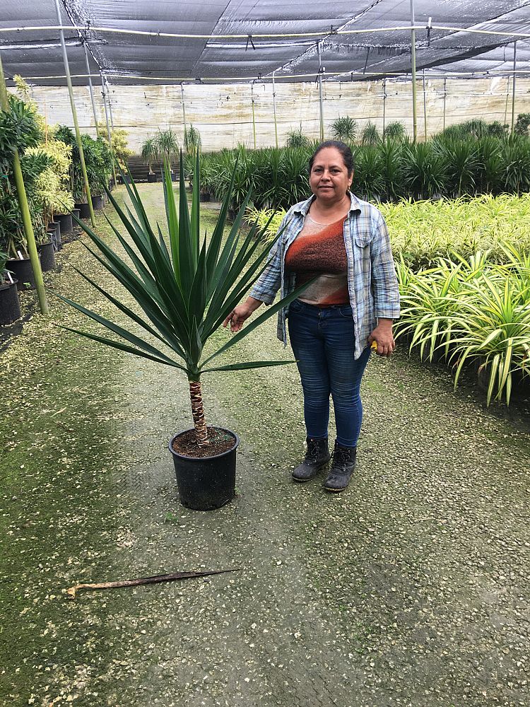 yucca-elephantipes-spineless-yucca