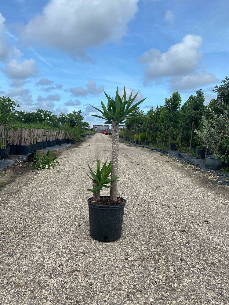 yucca-elephantipes-spineless-yucca
