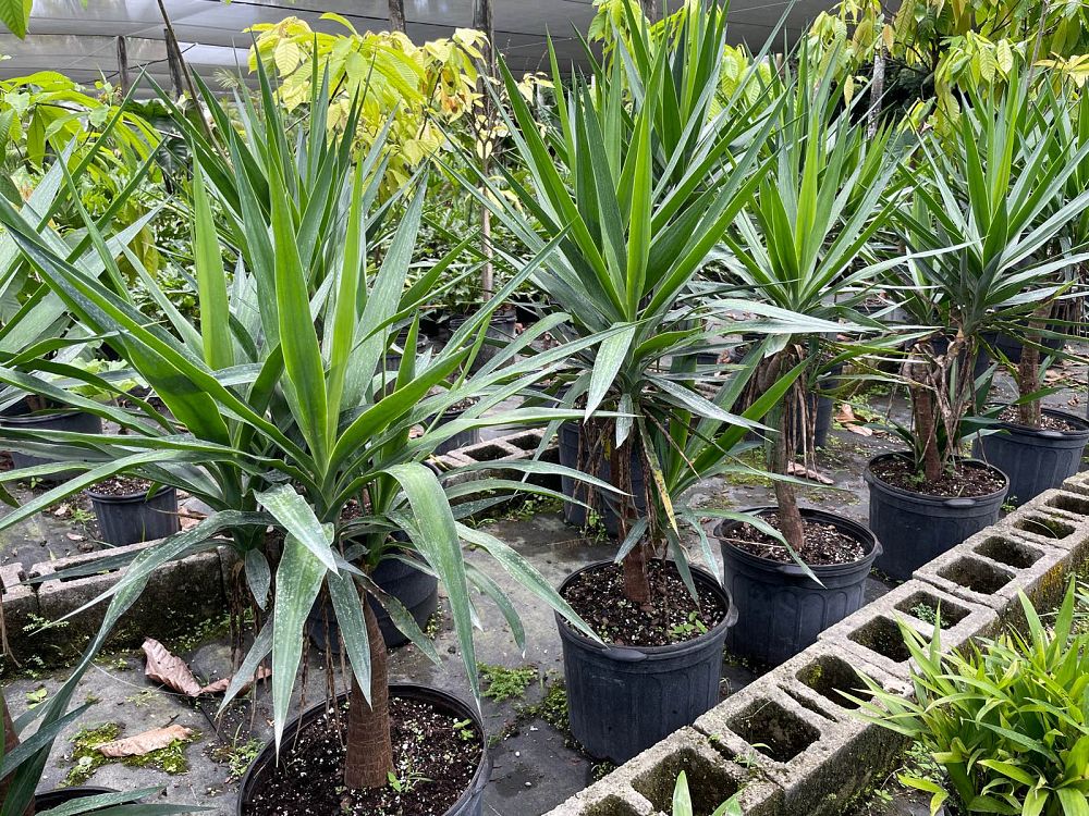 yucca-elephantipes-spineless-yucca