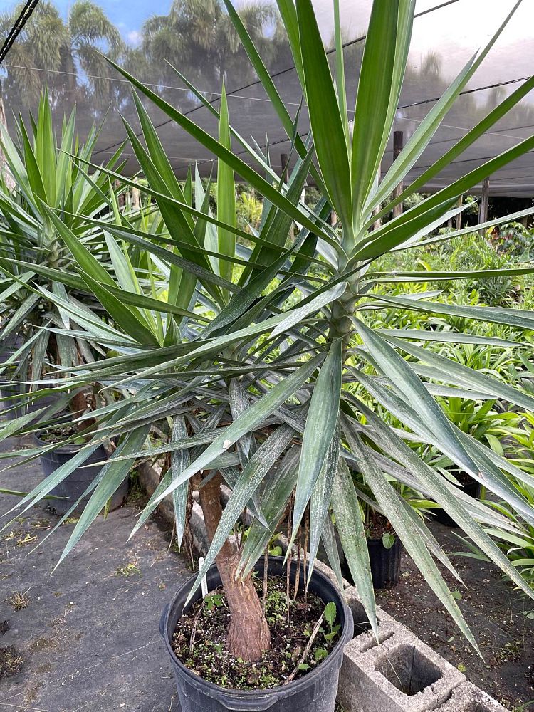 yucca-elephantipes-spineless-yucca