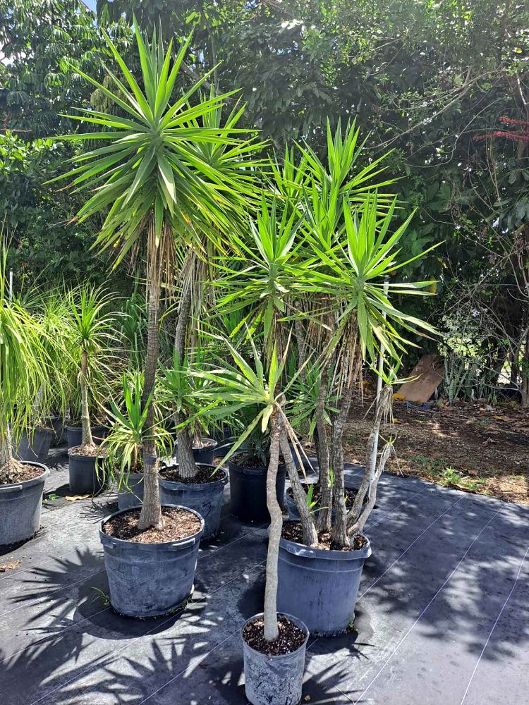 yucca-elephantipes-spineless-yucca