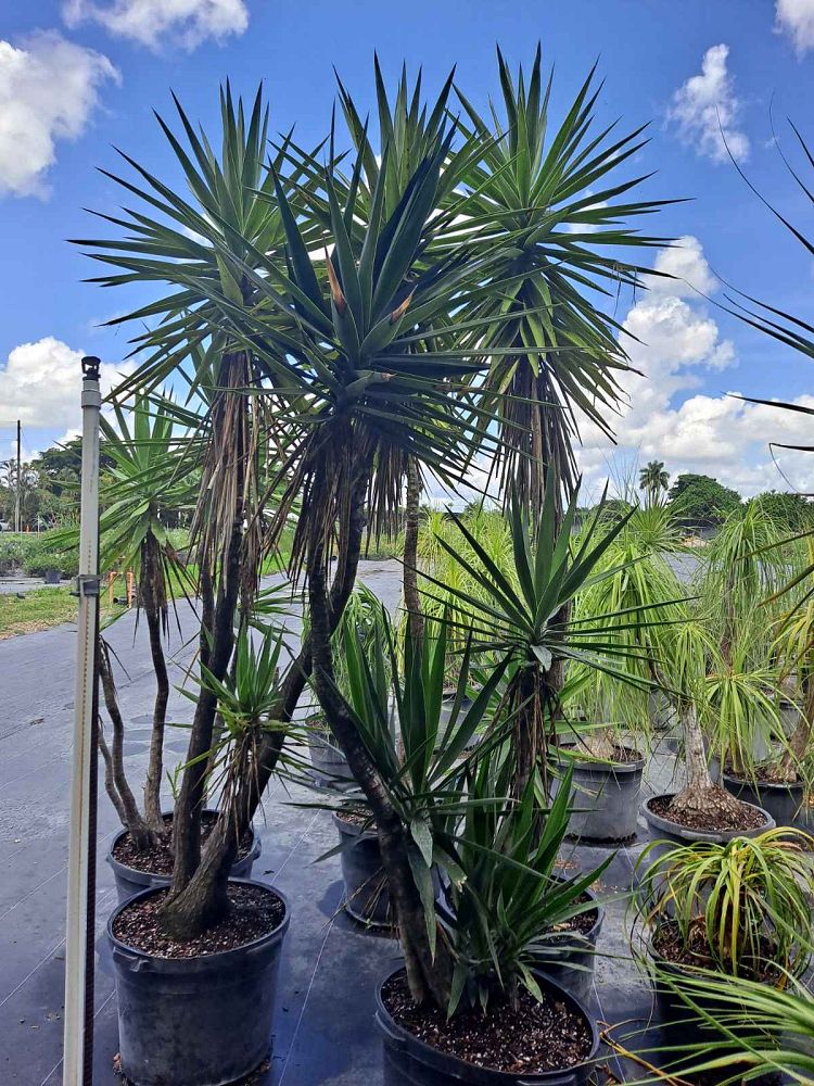 yucca-elephantipes-spineless-yucca