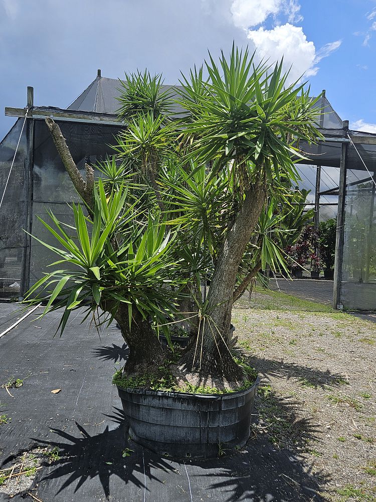 yucca-elephantipes-spineless-yucca