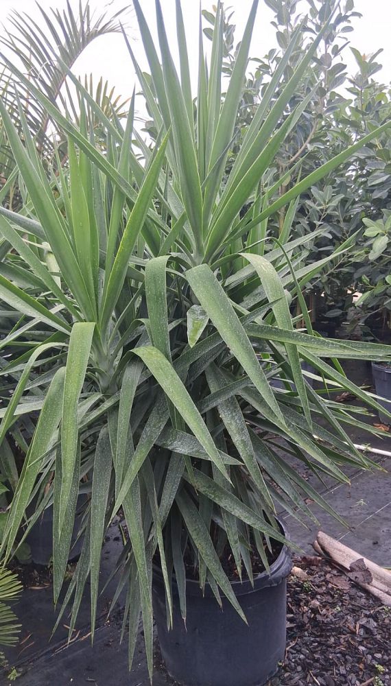 yucca-elephantipes-spineless-yucca