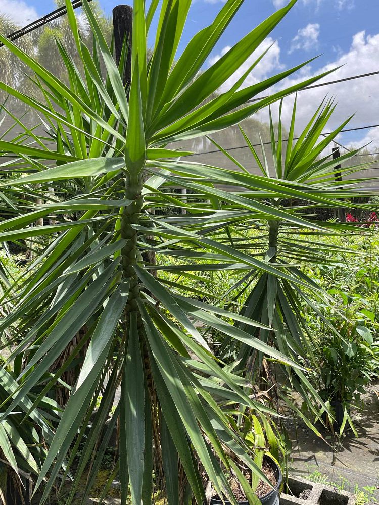 yucca-elephantipes-spineless-yucca