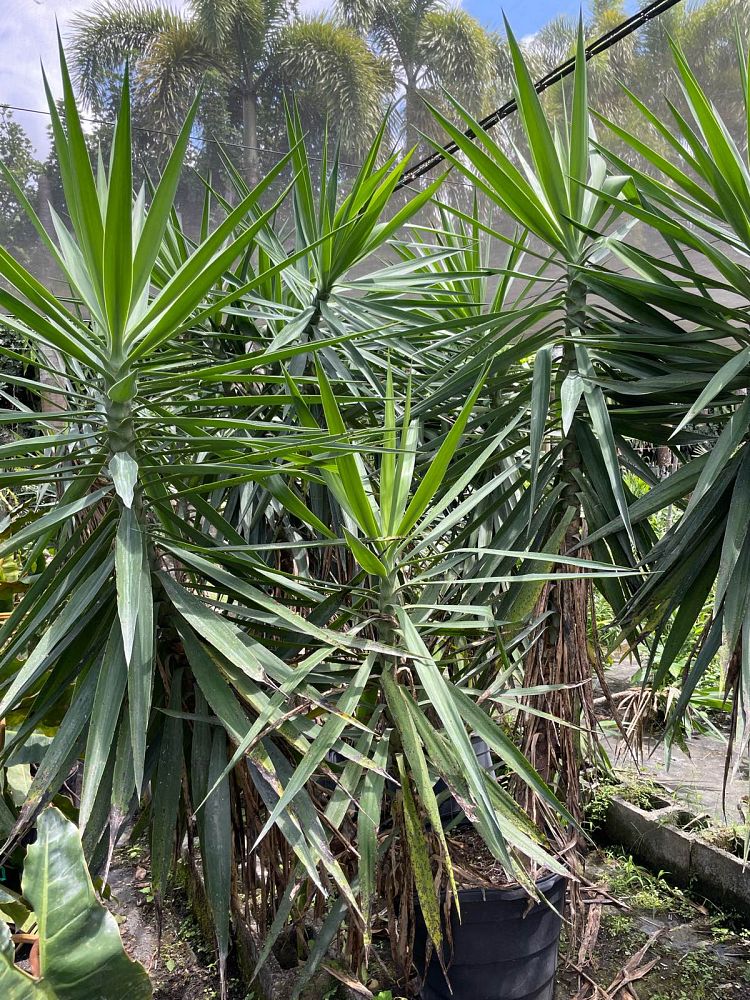 yucca-elephantipes-spineless-yucca