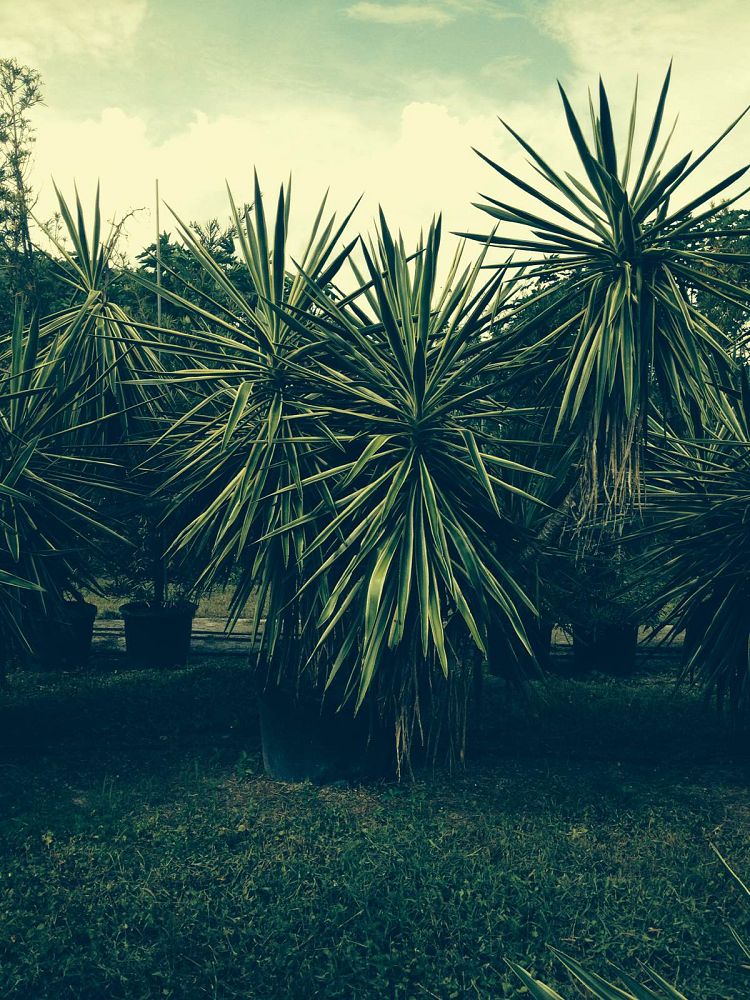 yucca-elephantipes-variegata-spineless-yucca
