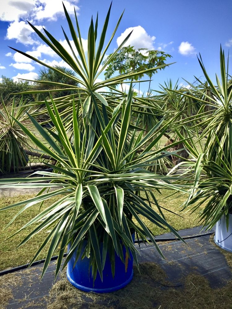 yucca-elephantipes-variegata-spineless-yucca