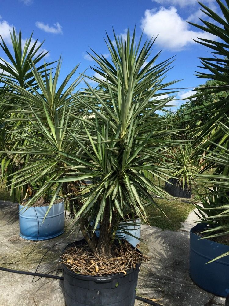 yucca-elephantipes-variegata-spineless-yucca