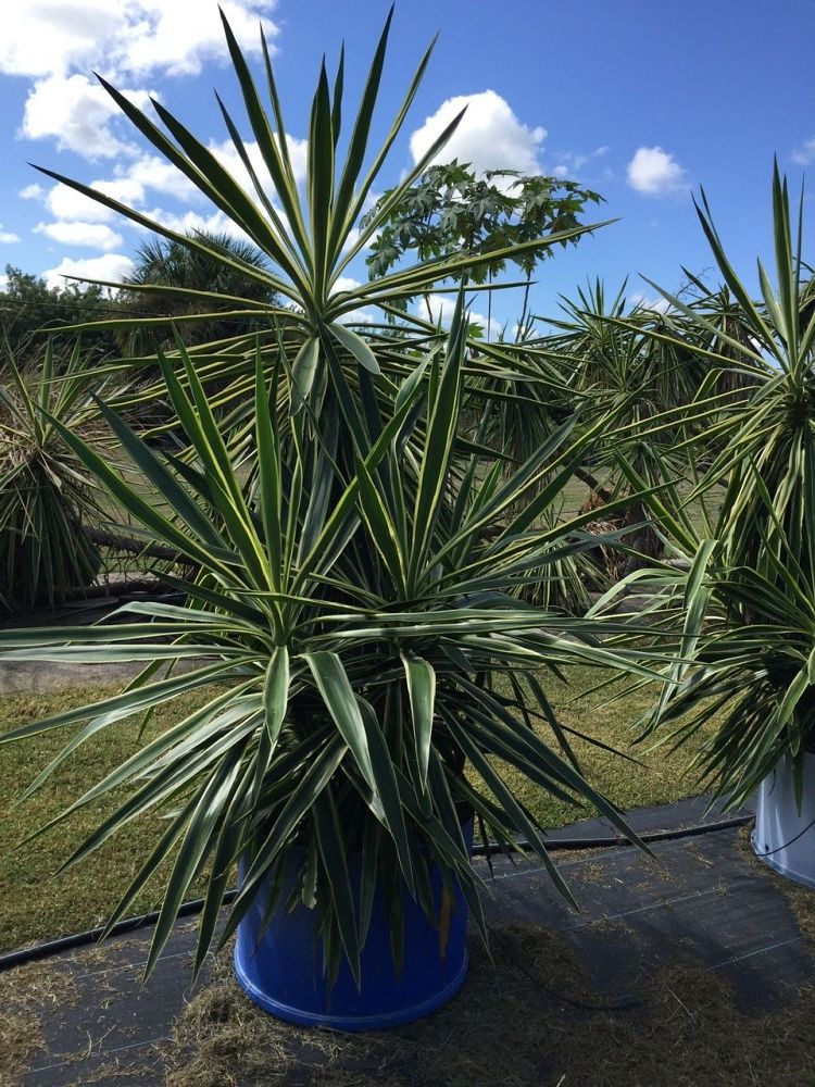 yucca-elephantipes-variegata-spineless-yucca