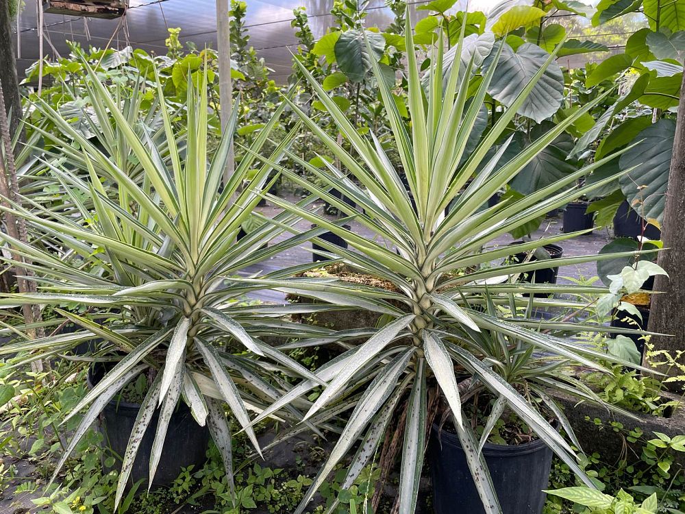 yucca-elephantipes-variegata-spineless-yucca
