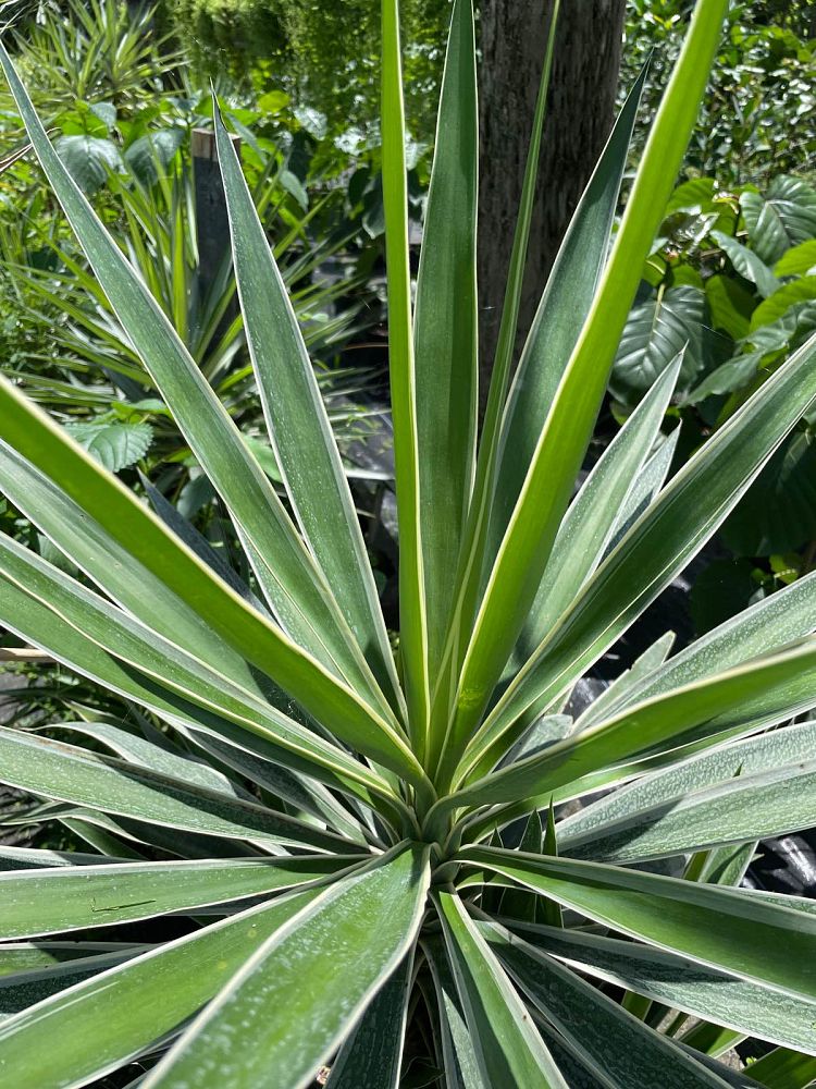 yucca-elephantipes-variegata-spineless-yucca