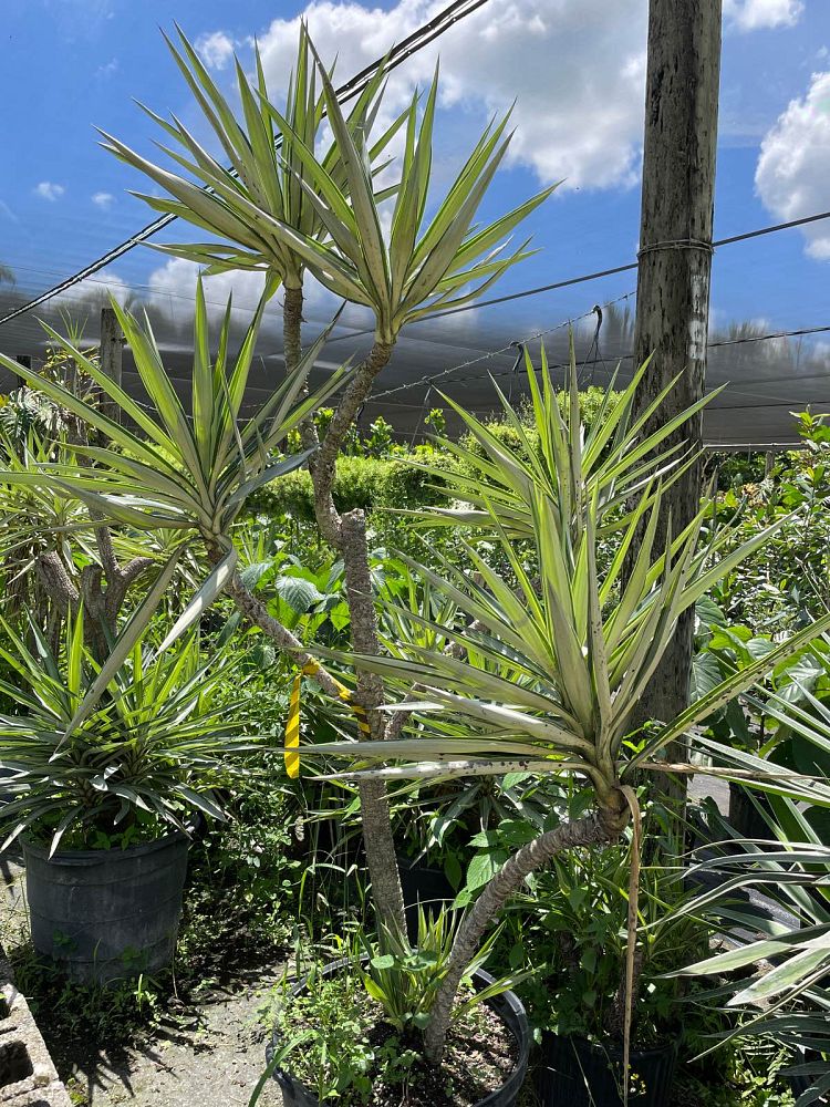 yucca-elephantipes-variegata-spineless-yucca