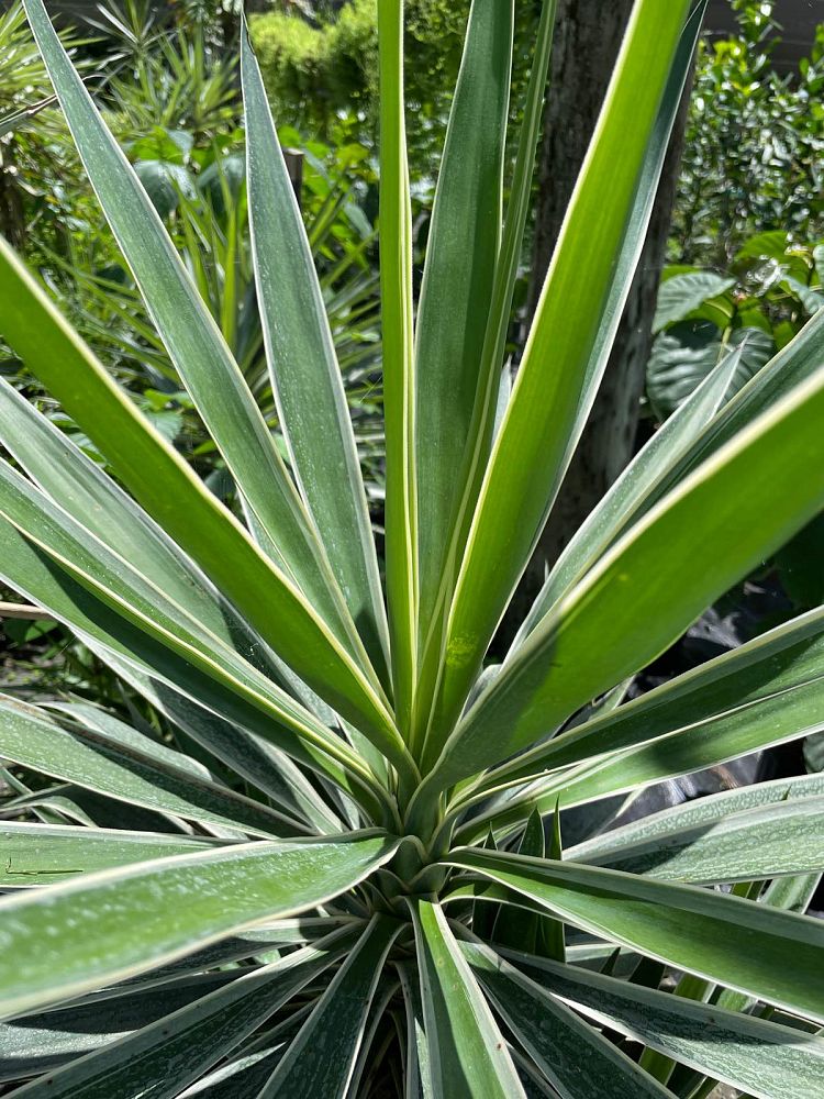 yucca-elephantipes-variegata-spineless-yucca